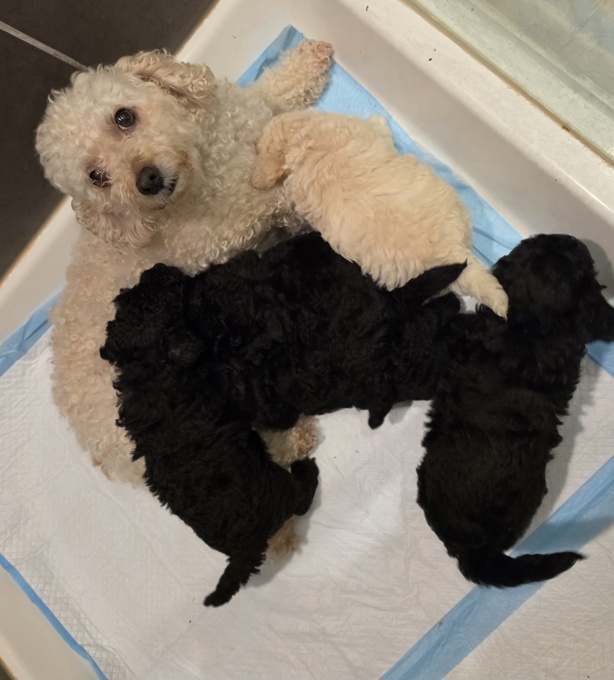 Poochon