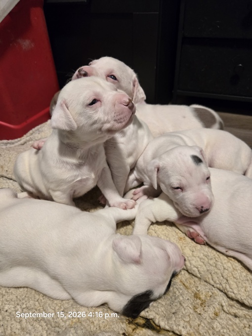 Pitbull