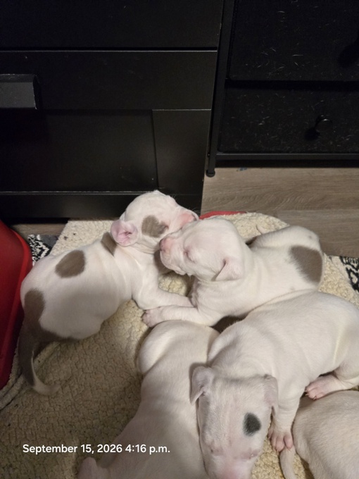 Pitbull