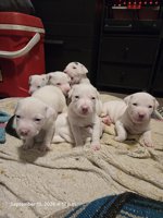 Pitbull