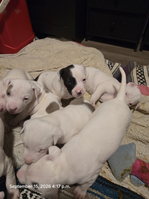Pitbull