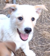 Lab/GermanShepherd/Rottweiler