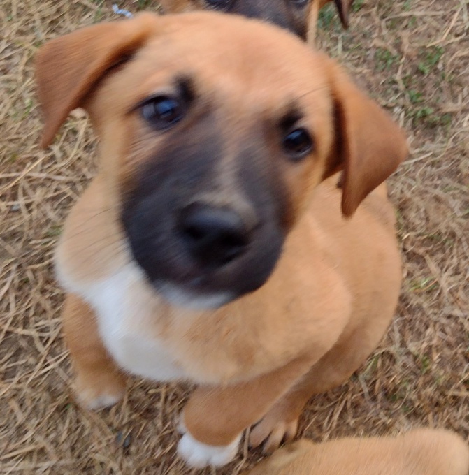 Lab/GermanShepherd/Rottweiler