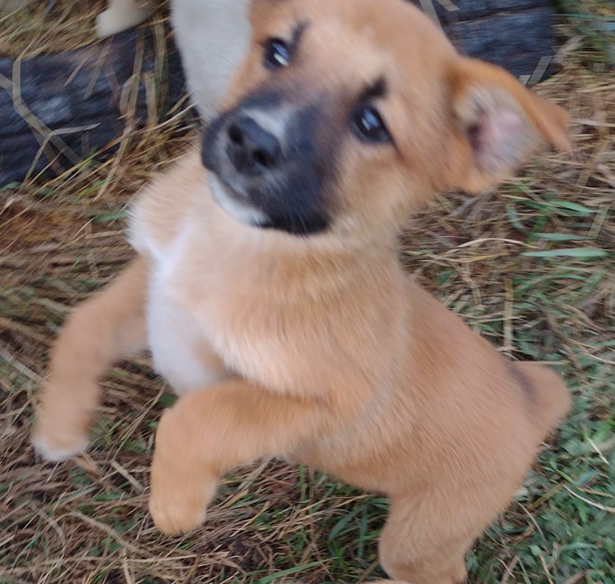 Lab/GermanShepherd/Rottweiler