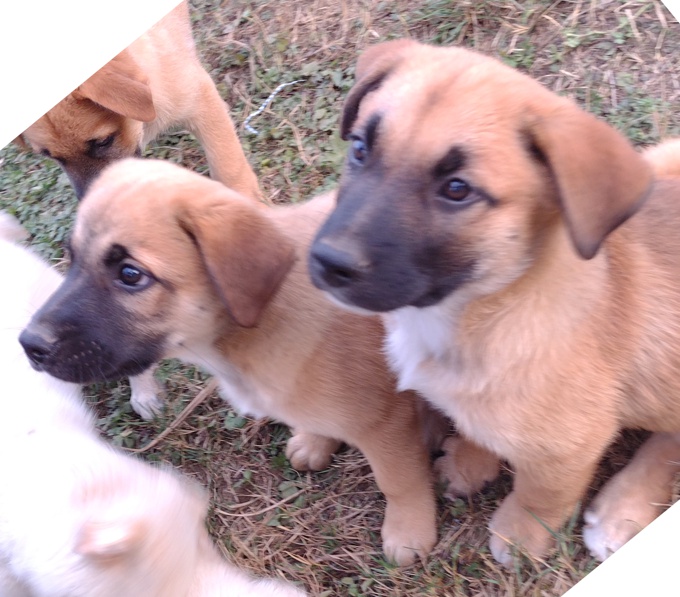 Lab/GermanShepherd/Rottweiler