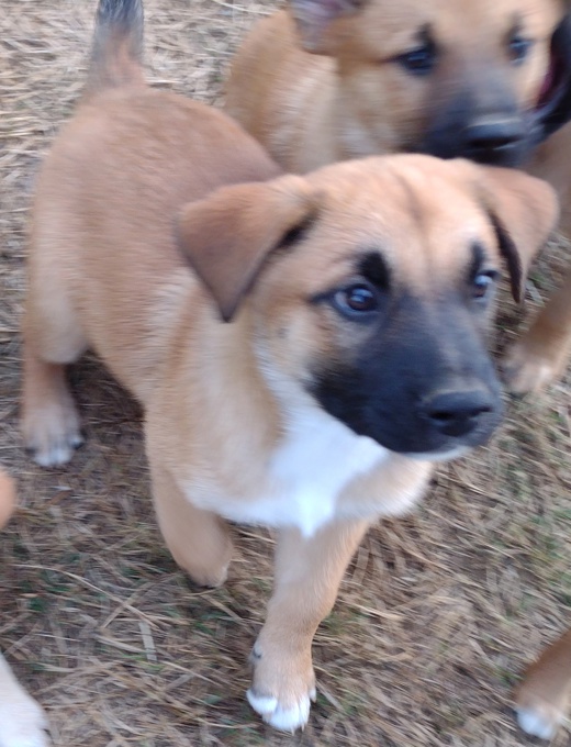 Lab/GermanShepherd/Rottweiler