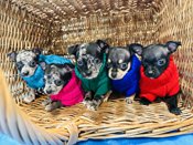 Chihuahua
