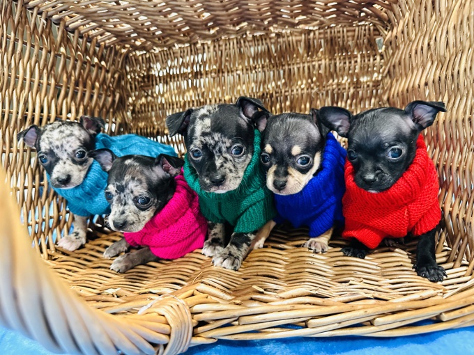 Chihuahua
