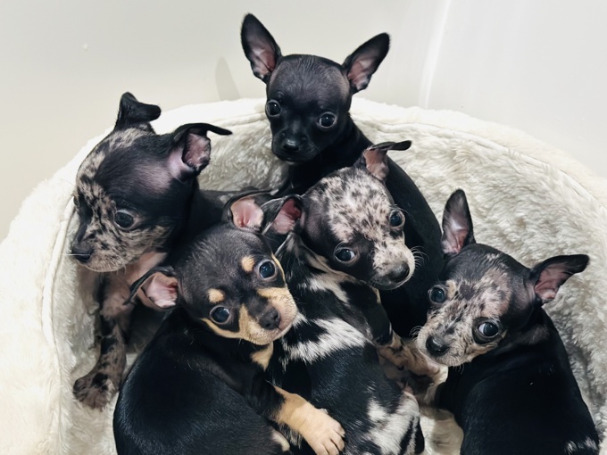 Chihuahua
