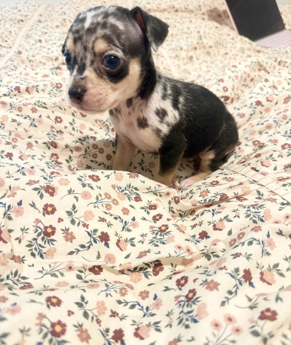Chihuahua