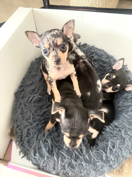Chihuahua