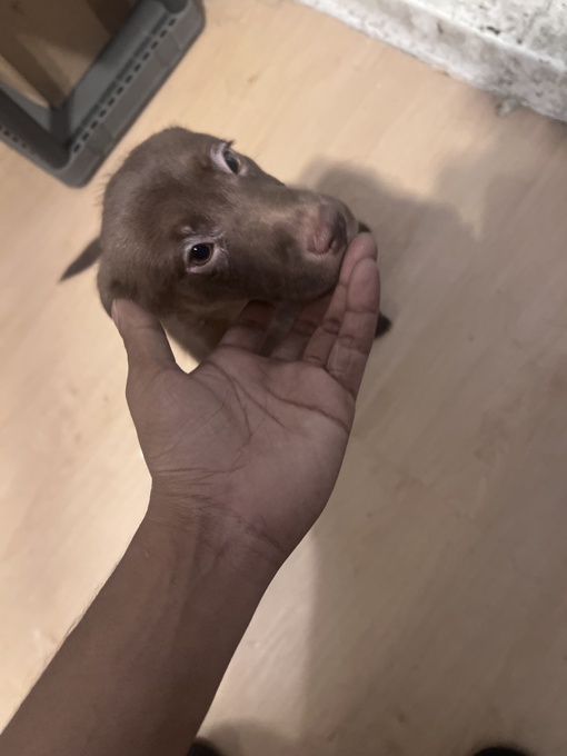 Labrador retriever