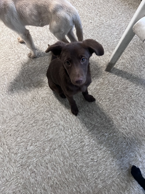 Labrador retriever