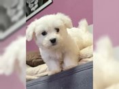Maltese