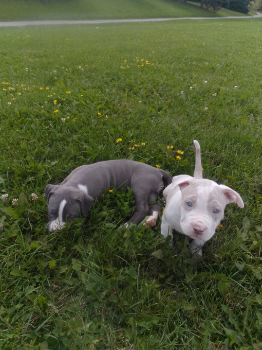 XL bully
