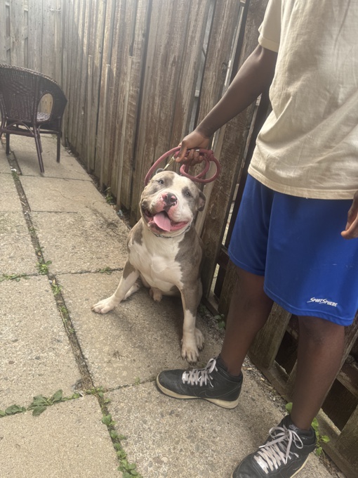 XL bully