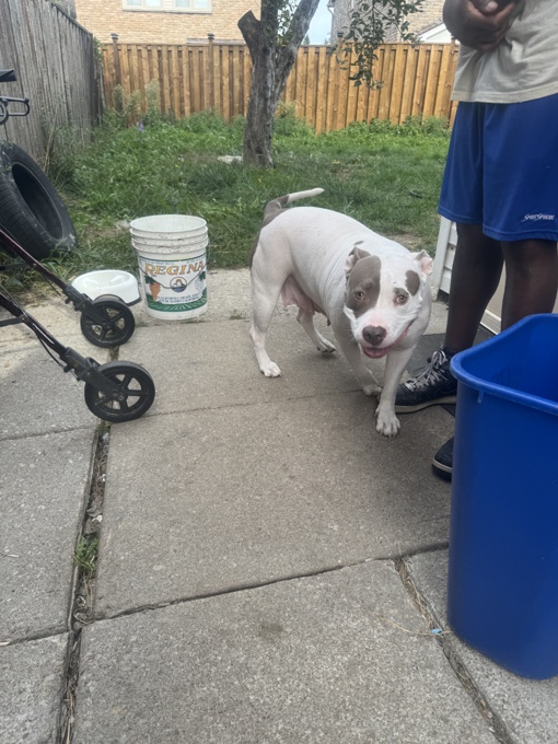 XL bully