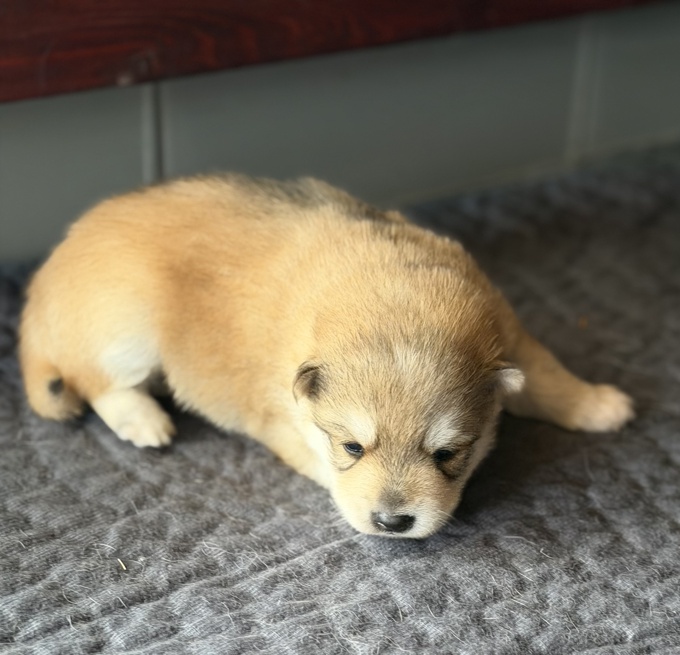 Pomsky