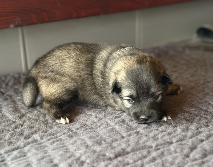 Pomsky