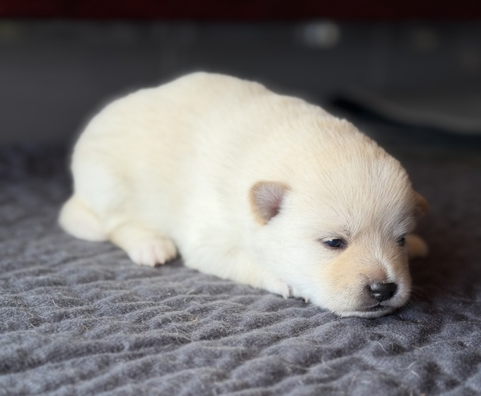 Pomsky