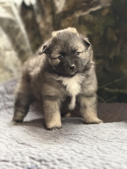 Pomsky