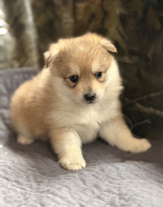 Pomsky