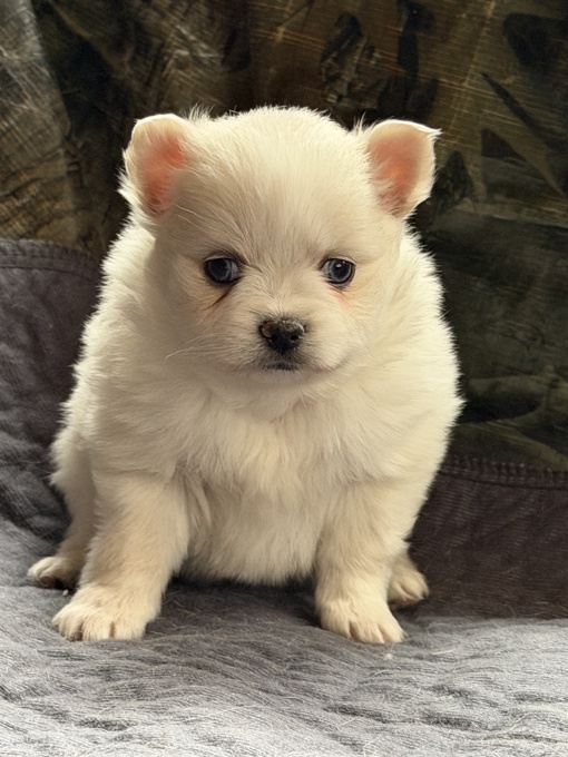 Pomsky