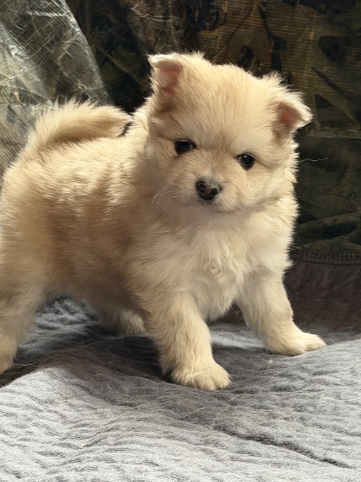 Pomsky