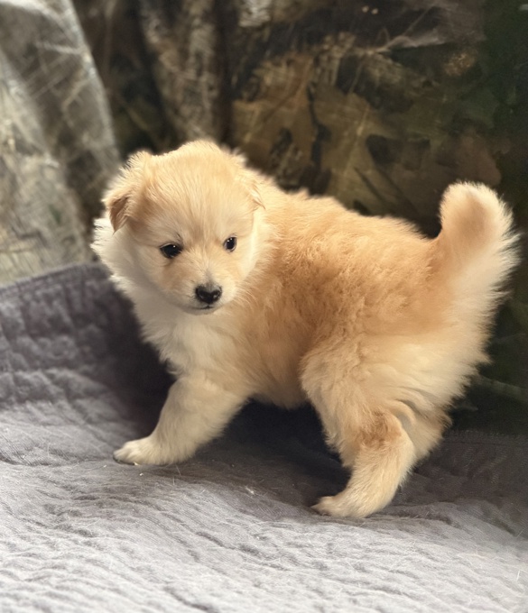 Pomsky