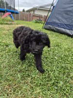Poodle x Chinese crested