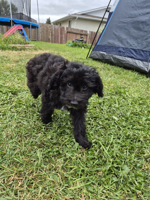 Poodle x Chinese crested