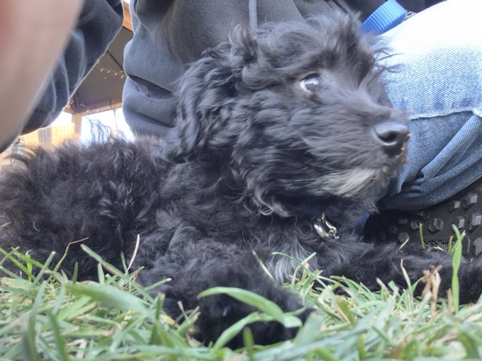 Poodle x Chinese crested