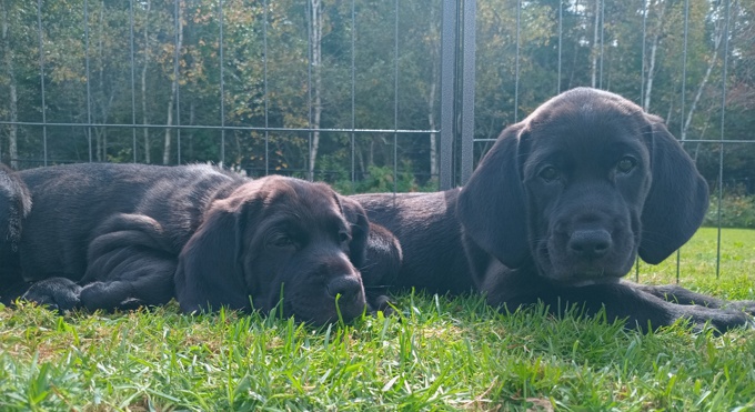 Bloodhound × Golden Retriever