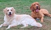 Bloodhound × Golden Retriever