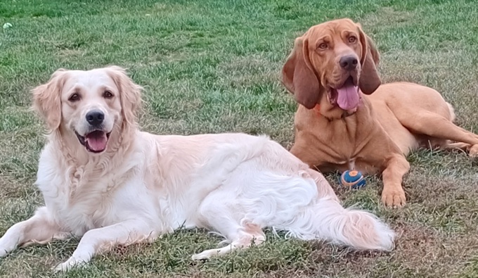 Bloodhound × Golden Retriever