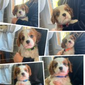 King Charles Cavalier Spaniel