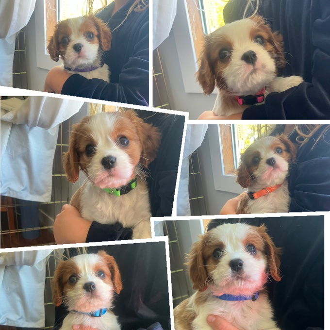King Charles Cavalier Spaniel