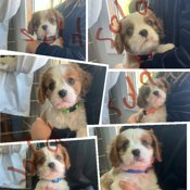 King Charles Cavalier Spaniel