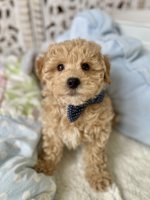 HavaPoo (Havanese x Poodle)