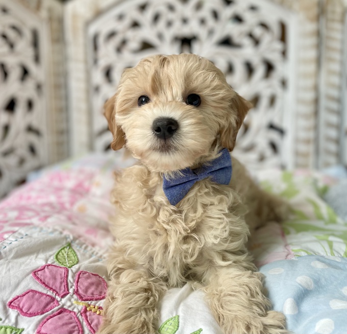 HavaPoo (Havanese x Poodle)