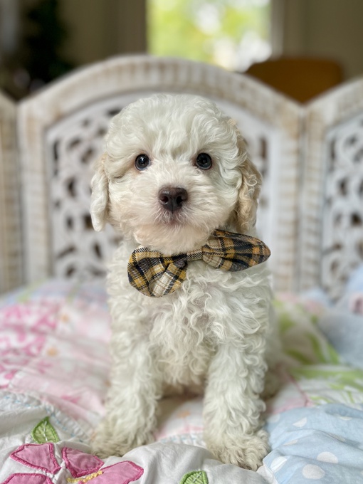 HavaPoo (Havanese x Poodle)