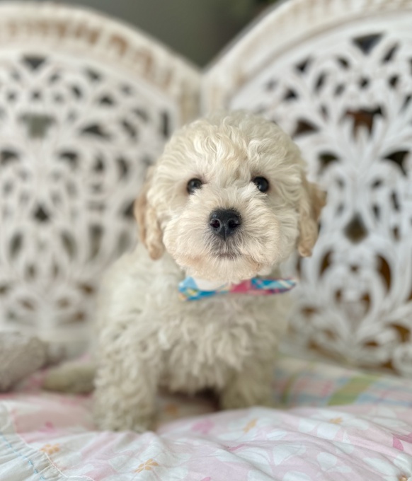 HavaPoo (Havanese x Poodle)