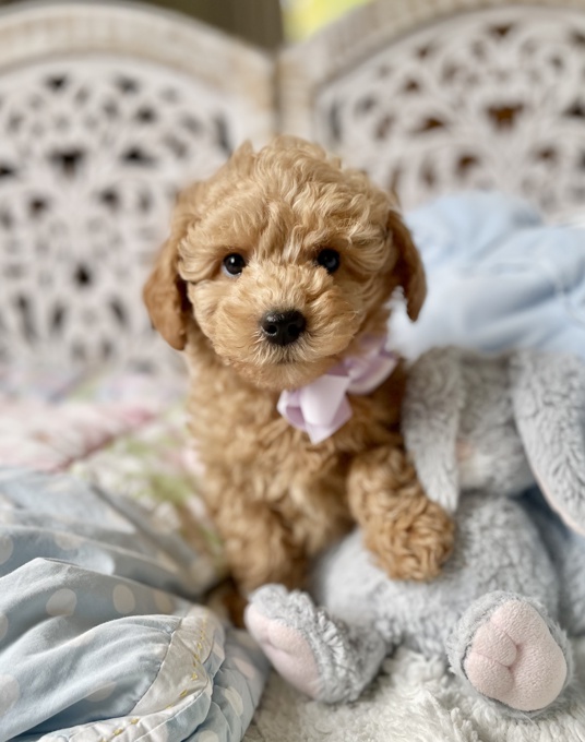 HavaPoo (Havanese x Poodle)