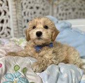HavaPoo (Havanese x Poodle)