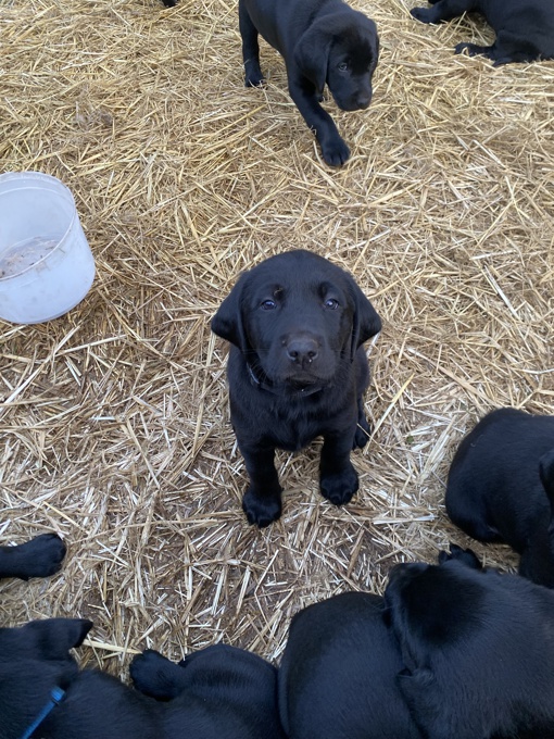 American Labrador Retriever