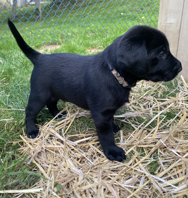 American Labrador Retriever