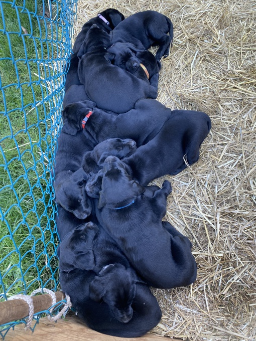 American Labrador Retriever