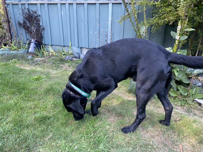 American Labrador Retriever