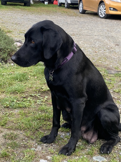 American Labrador Retriever