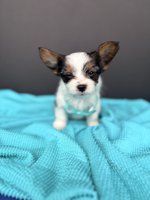 Papillon X